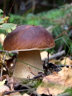 Белый гриб Сибири (волжанка)