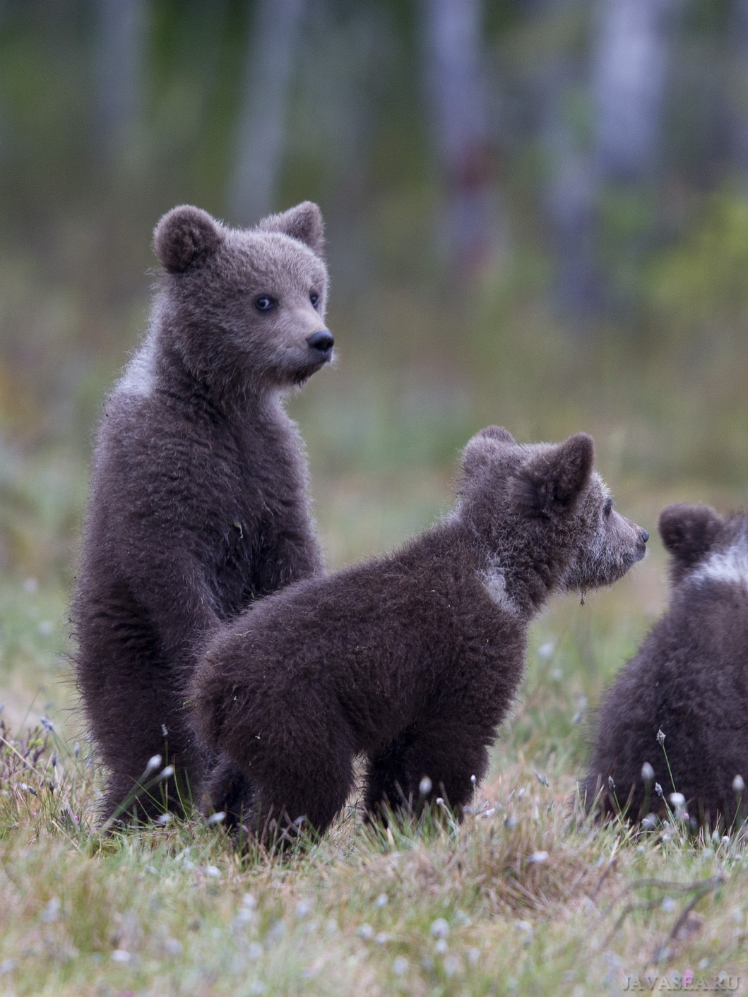 Маленький медведь. Медвежата. Маленький Медвежонок. Красивый Медвежонок. Фото медвежат маленьких.