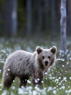 Молодой медведь на поляне