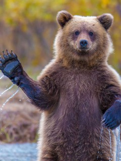 Приветствующий медведь