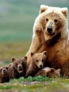 Мать медведица и медвежата
