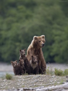 Настороженное семейство медведей