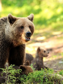 Медведица с медвежатами в летний день