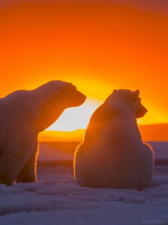 Силуэты белых медведей на закате