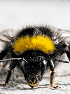 Грозная пчела (крупным планом)