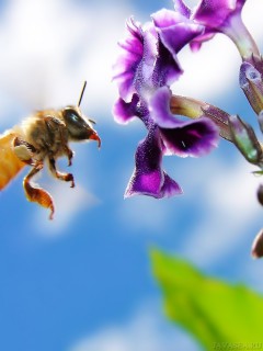 Пчела, подлетающая к цветку