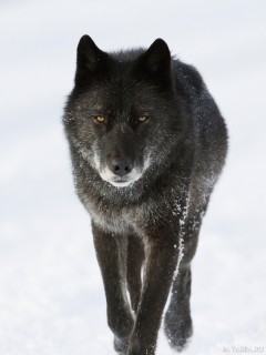 Идущий черный волк