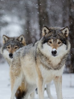 Волки - братья перед неизвестностью