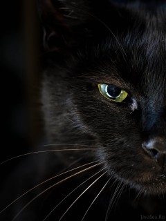 Властный взгляд черного кота