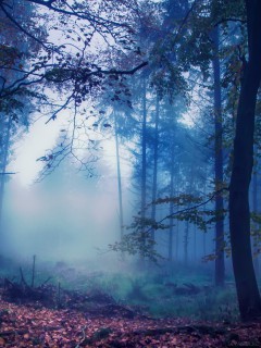 Арт. Лесной туман