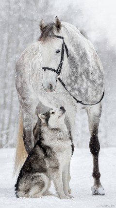 Лайка и конь