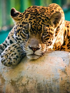Лежащий леопард на бревне