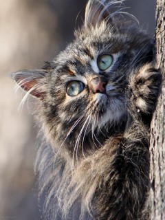 Здоровый, пушистый кот на дереве
