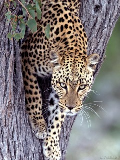 Леопард, спускающийся с дерева