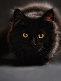 Пушистая черная кошка в полумраке