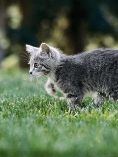 Серый котёнок на газоне