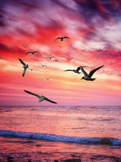 Закат, море, птицы