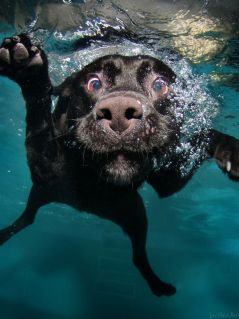 Пёс под водой
