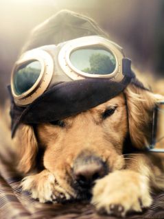 Пёс, мечтающий стать лётчиком