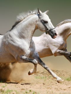 Бегущие, белые кони