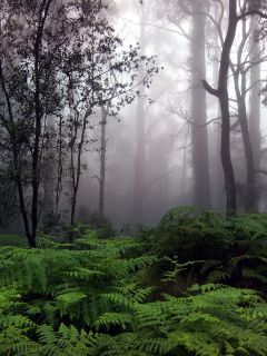 Мрачный, туманный лес