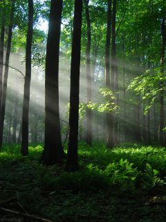 Пробивающийся свет темного леса