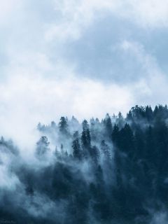 Туман, поглощающий лес