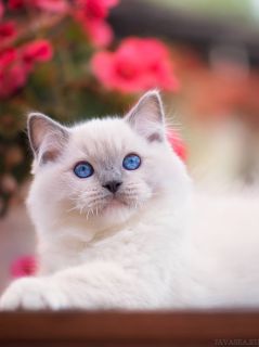 Белая кошечка с голубыми глазами