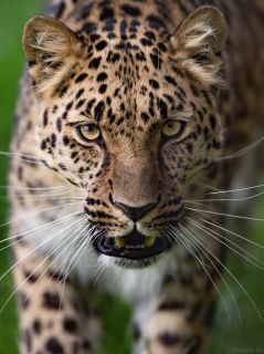 Леопард с открытым ртом