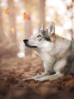 Пёс и падающие листья