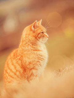 Профиль рыжего кота