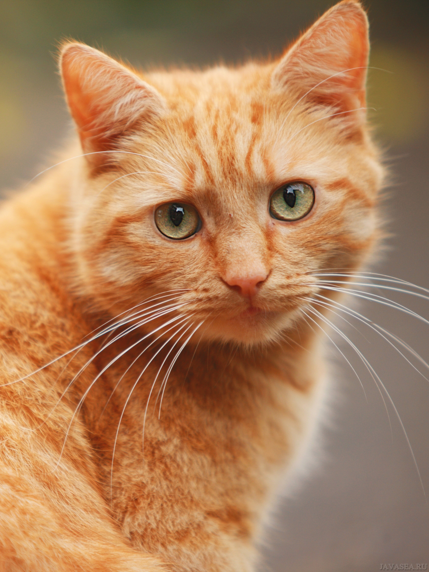 фото рыжего кота с рыжими глазами