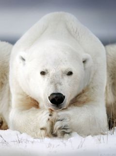 Наблюдающий белый медведь