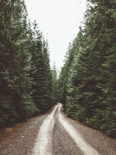 Дорога сквозь хвойный лес