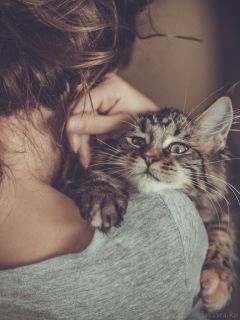 Котёнок на девичьем плече