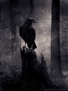 Ворон в темном лесу