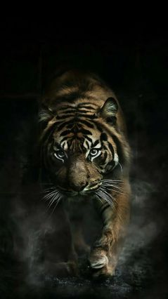 Тигр, выходящий из тьмы