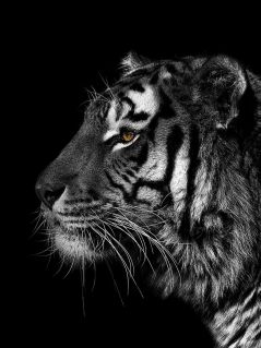 Профиль морды тигра во тьме