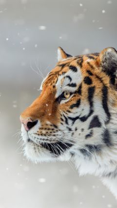 Тигр и падающие снежинки