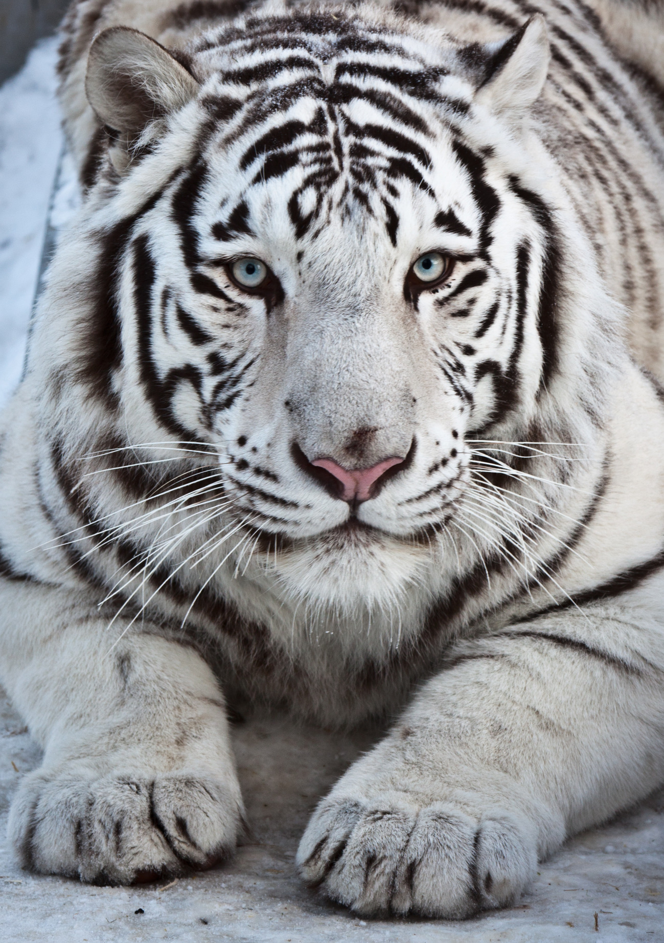 Бенгальские тигры пенза. Белый бенгальский тигр. Уссурийский тигр белый. Амурский тигр альбинос. Уссурийский тигр альбинос.