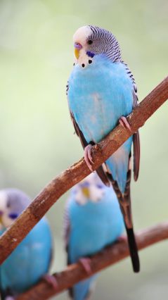 Голубенькие попугайчики