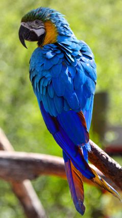 Синий попугай Ара на ветке