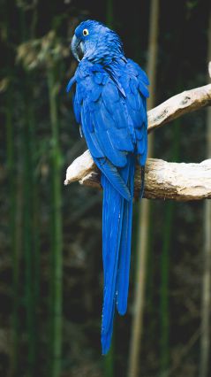 Шикарный попугай (синий Ара)