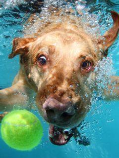 Морда пса, мячик под водой