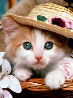 Котёнок в шляпе