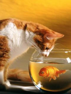 Кот и рыбка в аквариуме