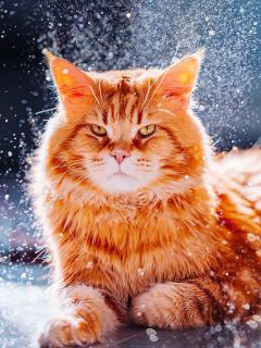 Рыжий кот и снежинки