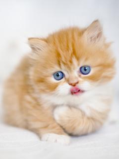 Маленький рыжий котёнок