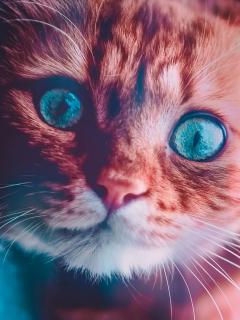 Морда рыжего котёнка