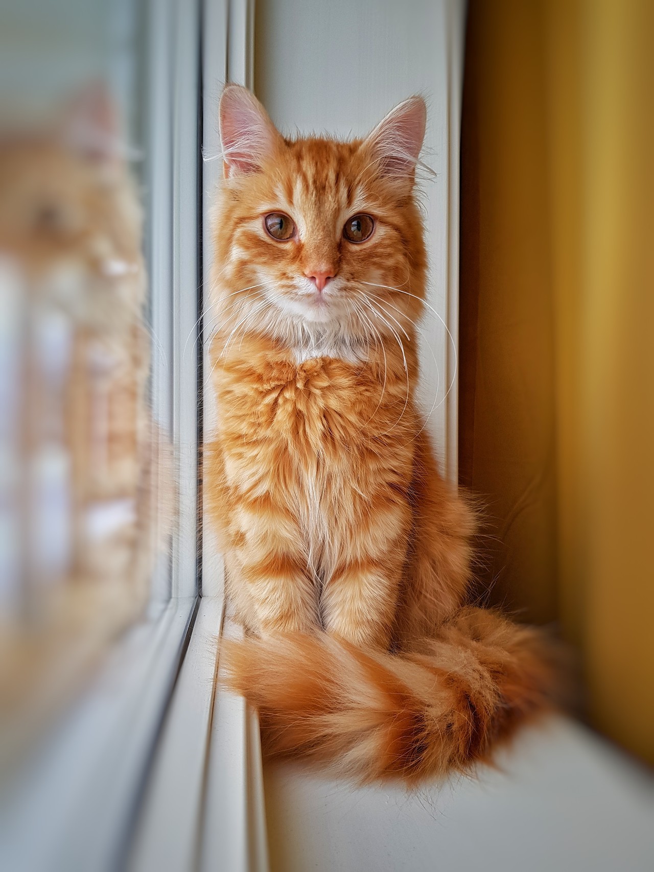 Глазастый кот на окне